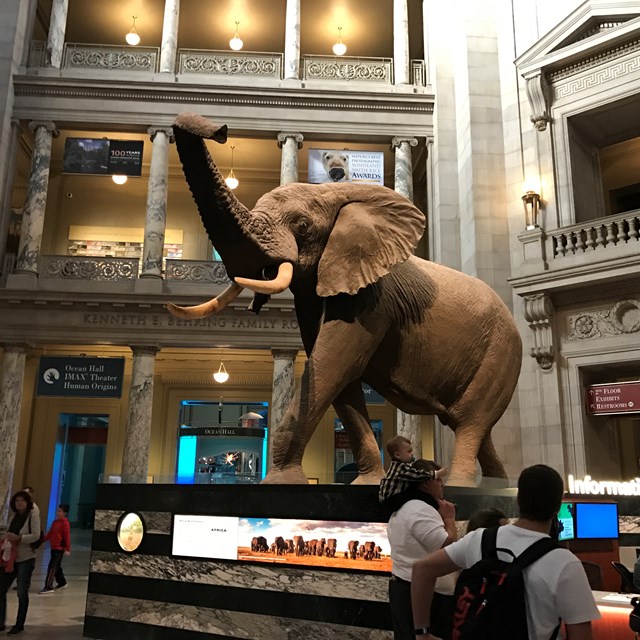 The National Museum of Natural History incorporates lessons about nature and wildlife. How interesting!