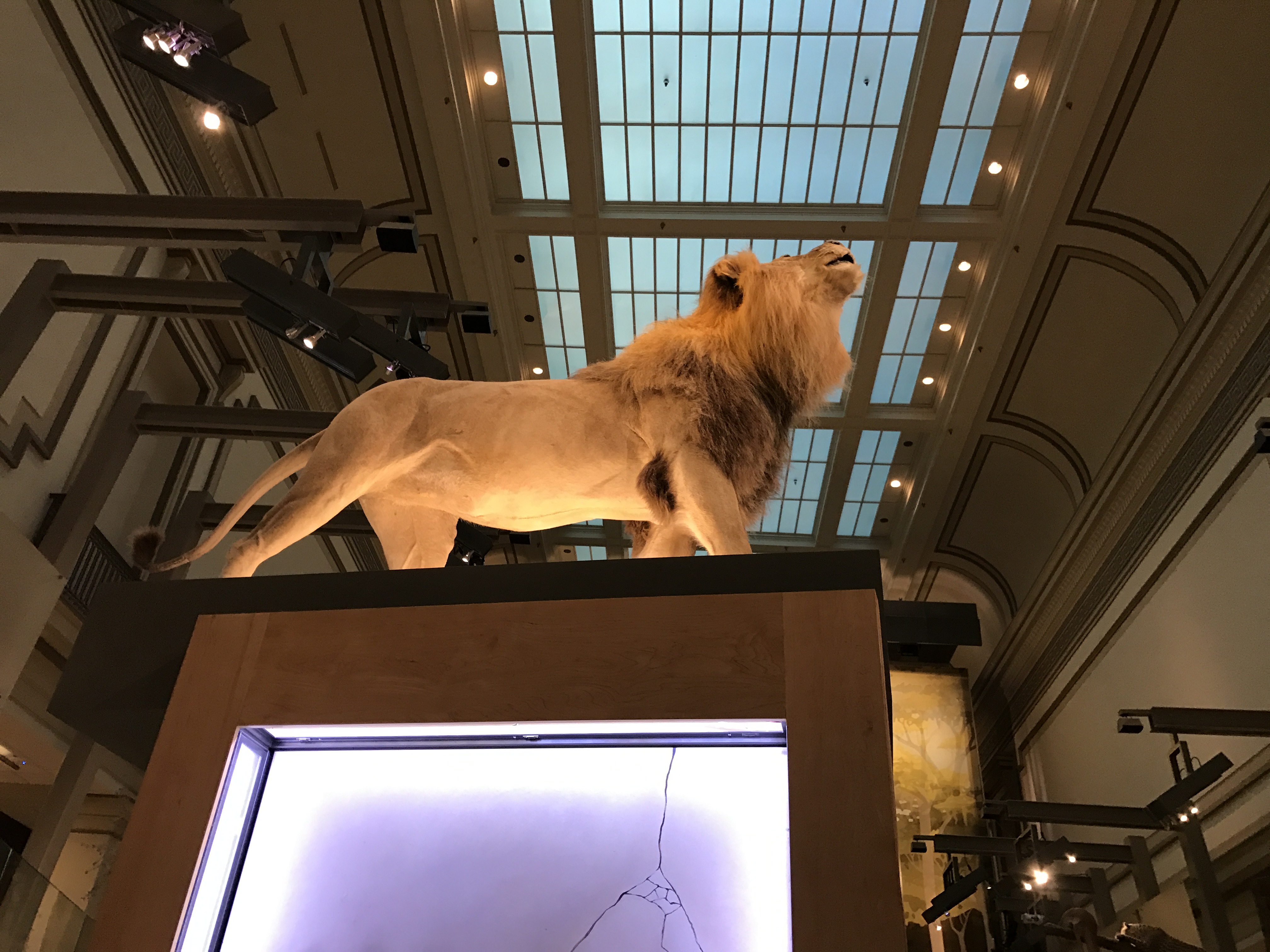 This captivating lion statue sparks plenty of conversation among students.