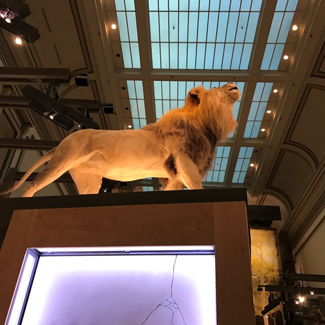 This captivating lion statue sparks plenty of conversation among students.