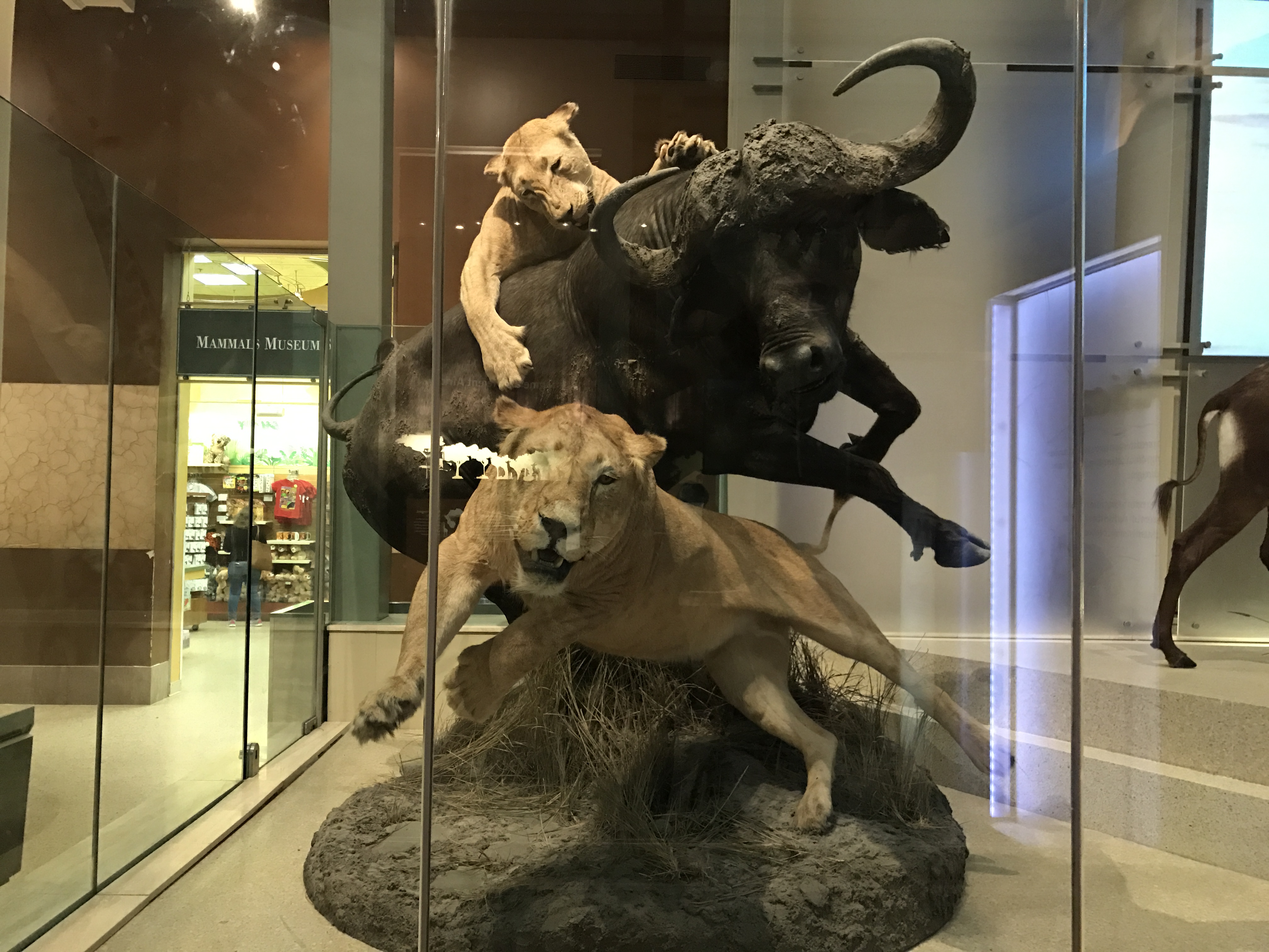 A realistic depiction of a lion hunting its prey.