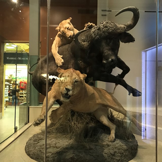 A realistic depiction of a lion hunting its prey.