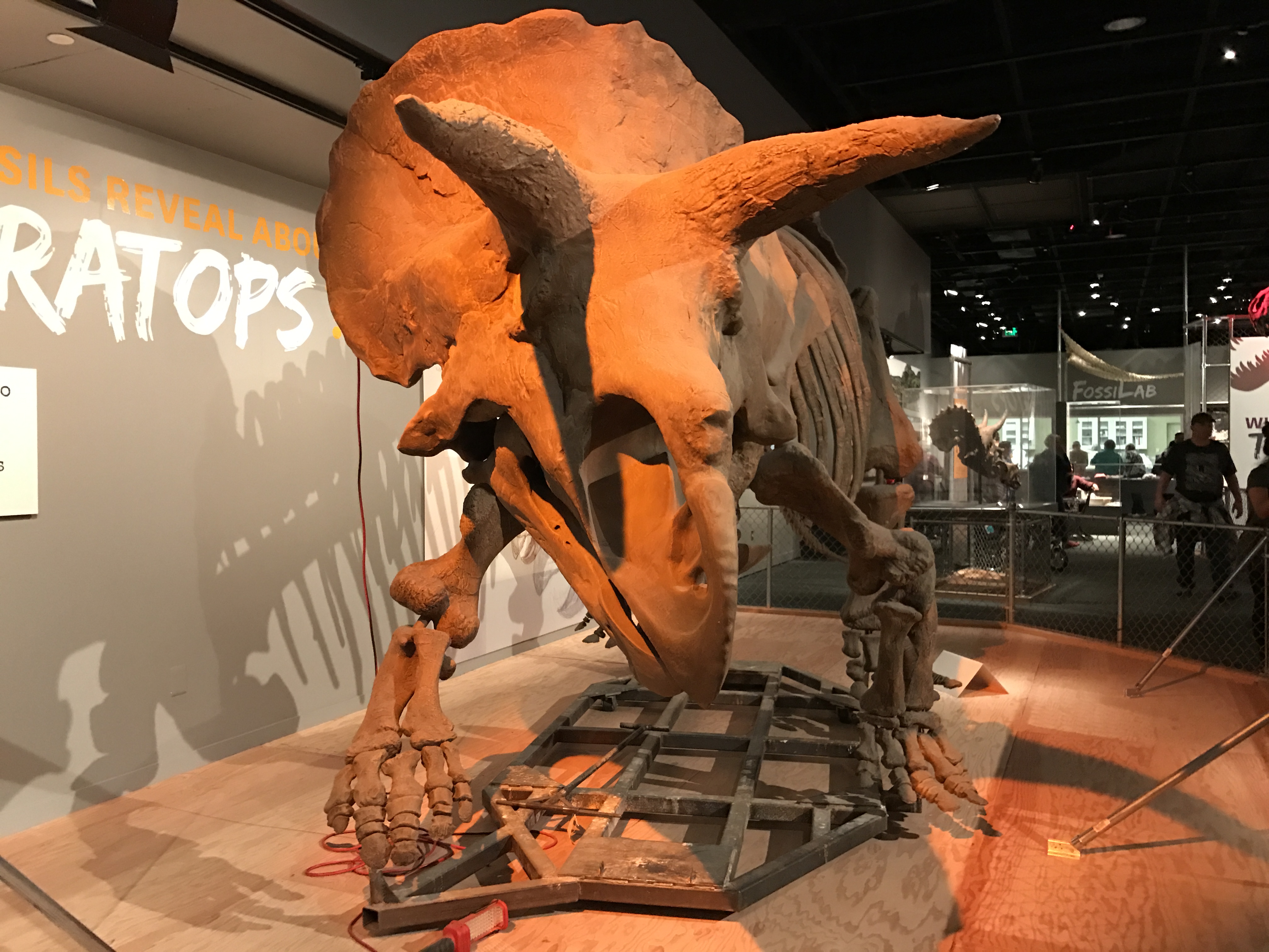 This triceratops is perhaps too realistic looking.