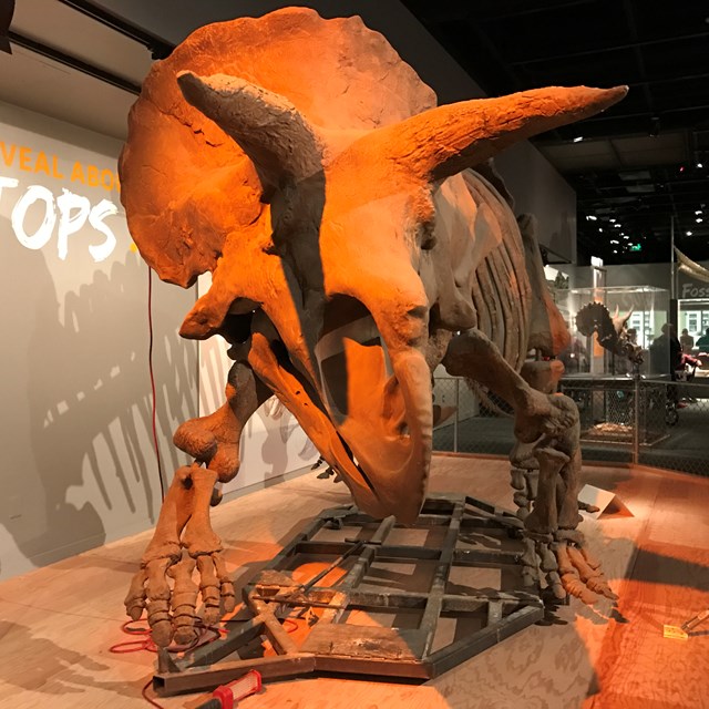 This triceratops is perhaps too realistic looking.