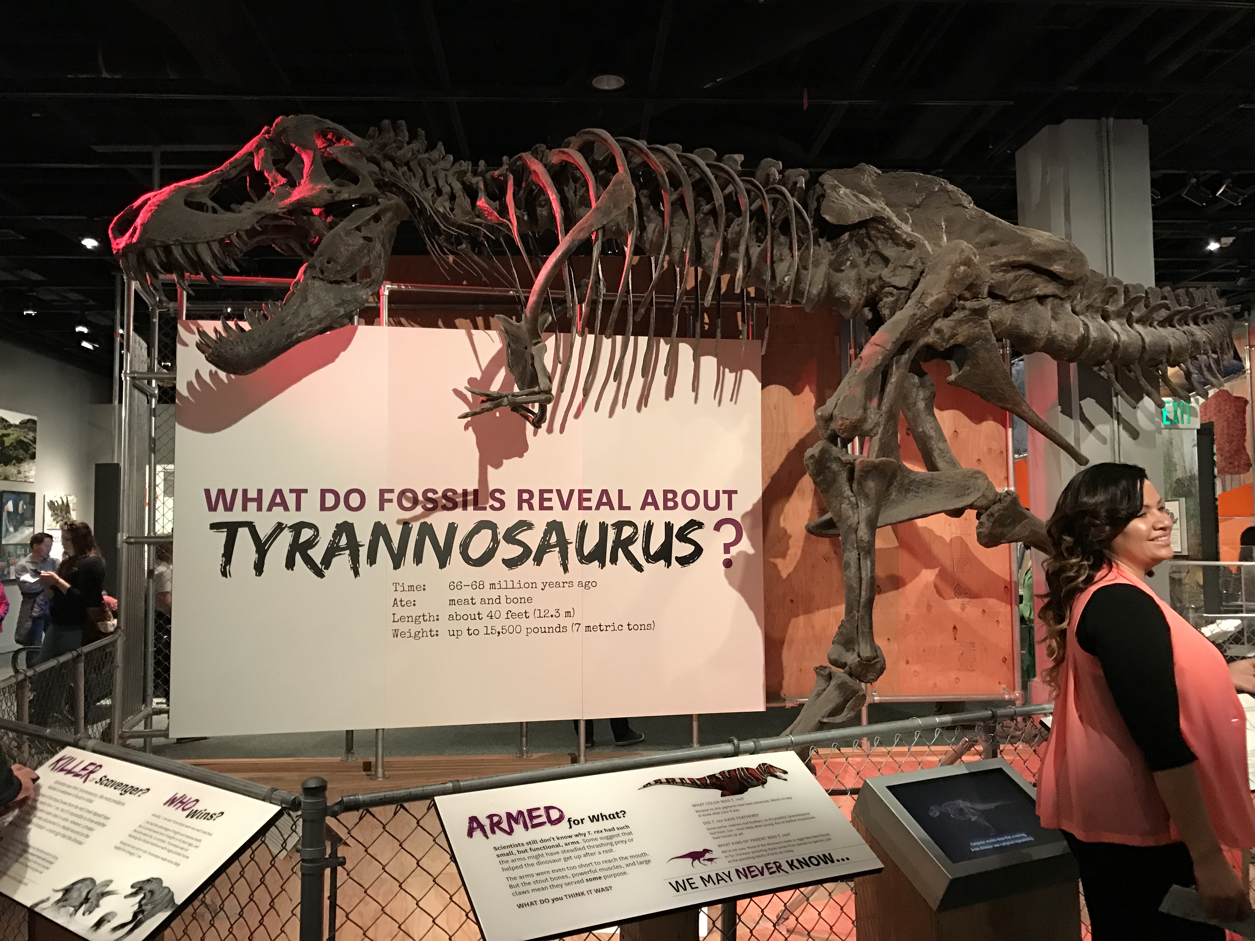 Tyrannosaurus Rex bones are up on display. The question is: Are they real or not?