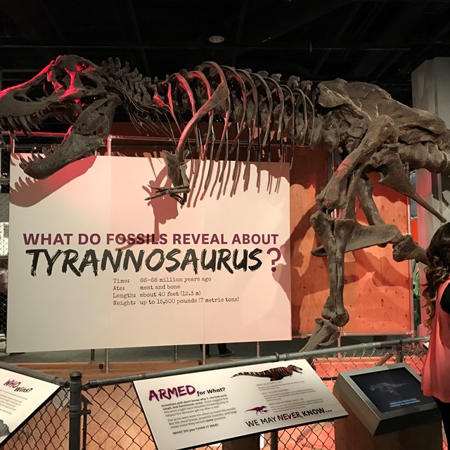 Tyrannosaurus Rex bones are up on display. The question is: Are they real or not?