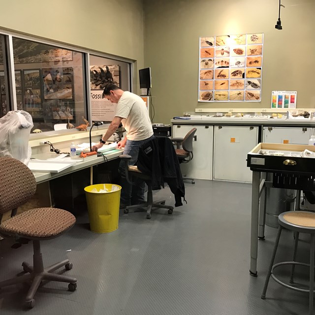The lab provides informative studies on dinosaurs and their origins.