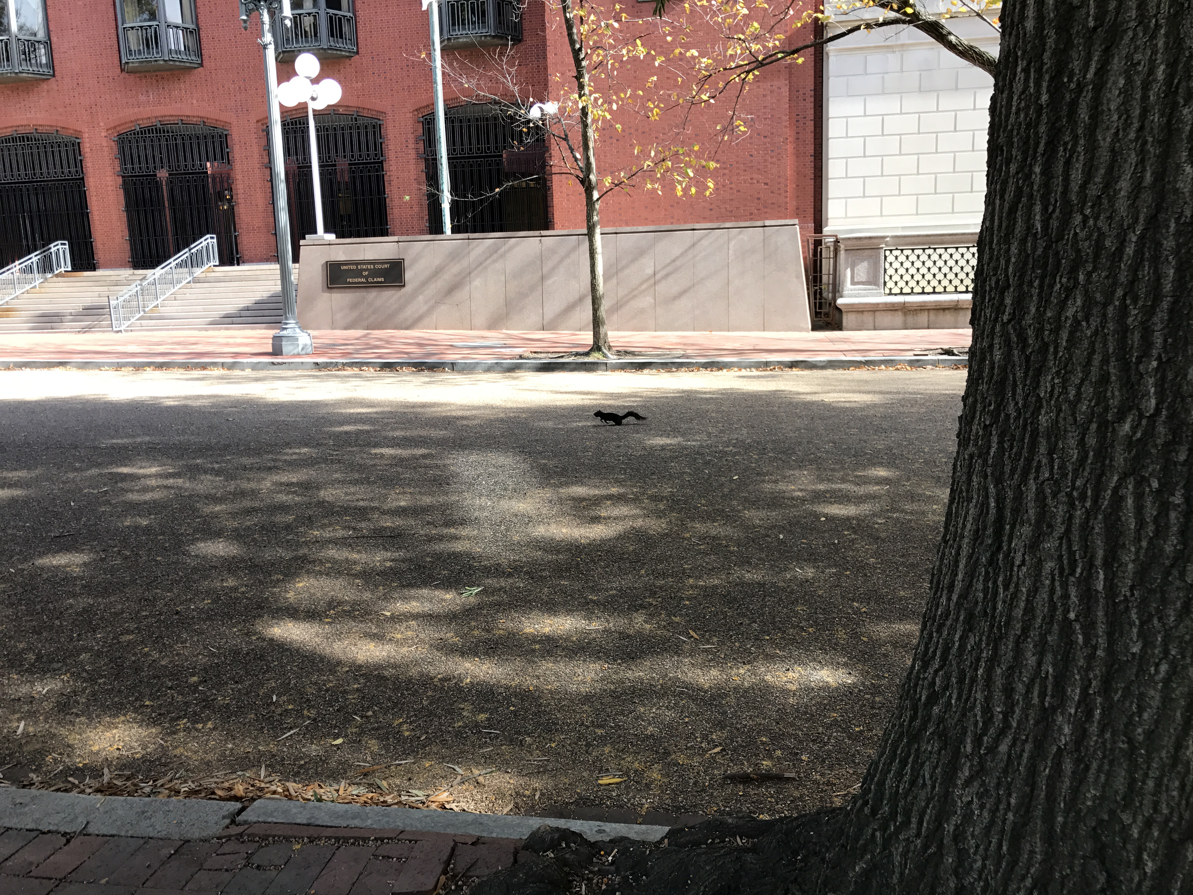 Cook Lions do plenty of sightseeing. It was tons of fun!