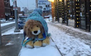 Cook Lions in Kansas City, Missouri - article thumnail image